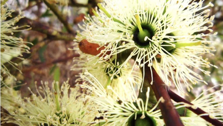 A wildflower, representing an example of Australia's biodiversity