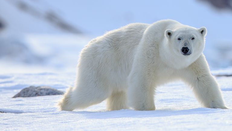 Polar bears are at risk of climate change. Is human-centred design the best method for dealing with such a threat?