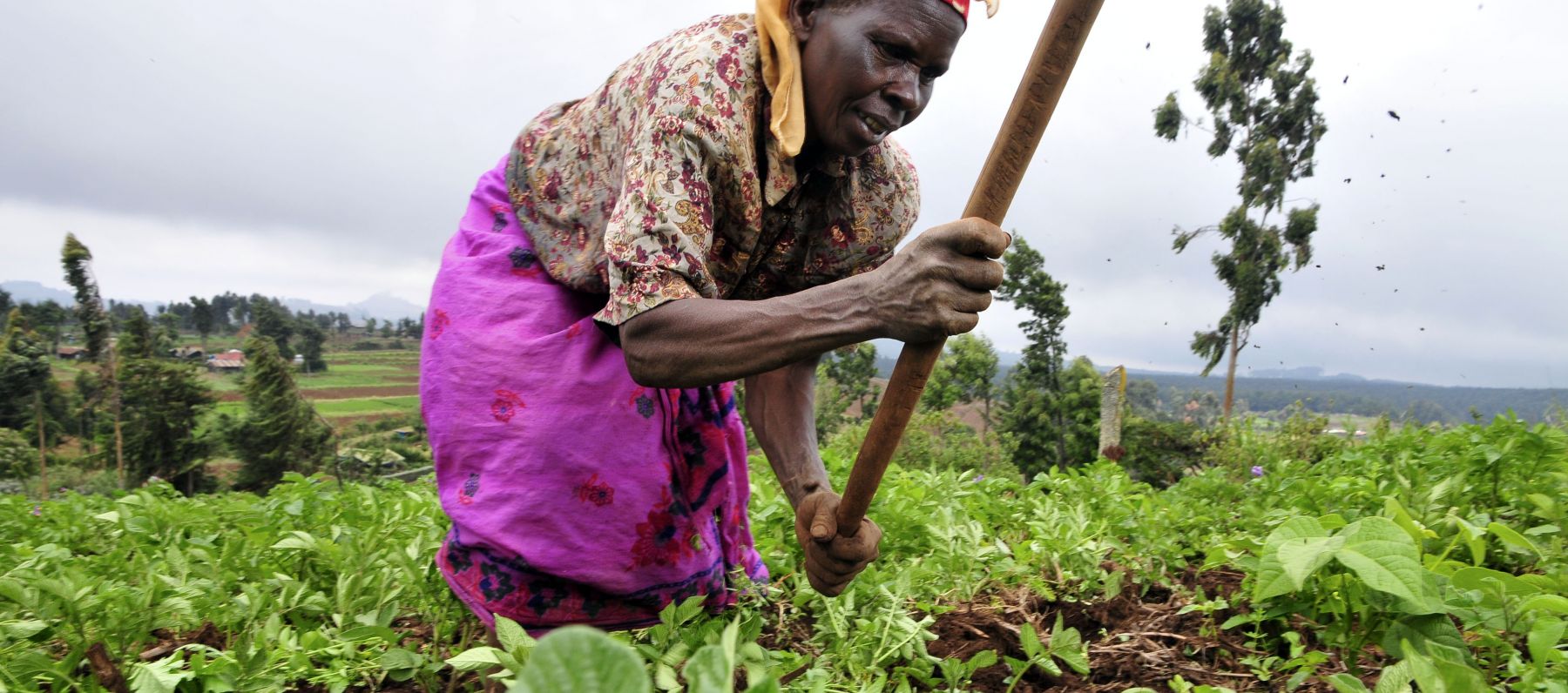 A woman tends to her crop in Kenya.