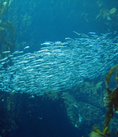 Swarming animals such as fish can help us design behaviour change